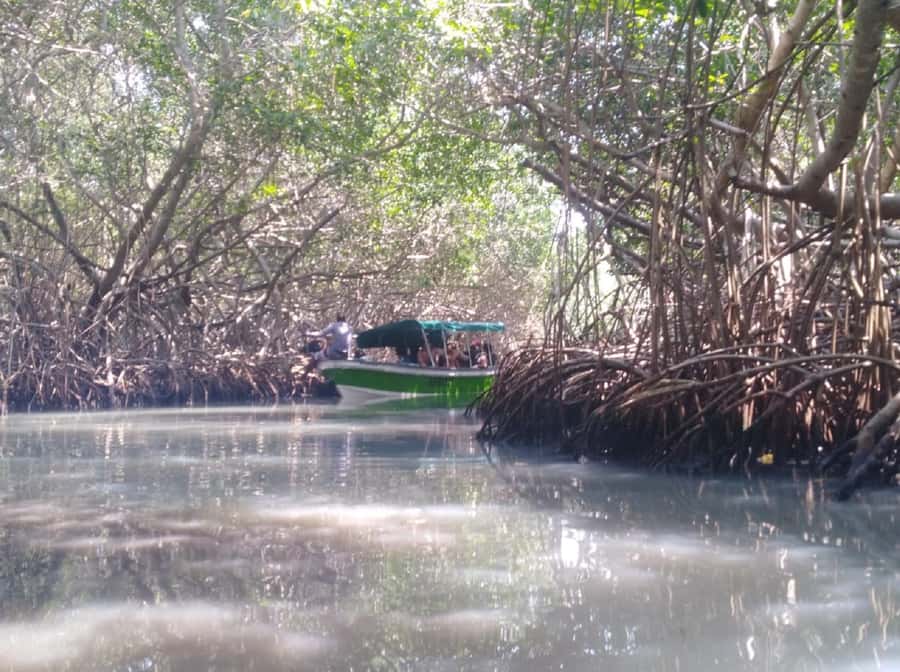 Mangroves, cultural fishing, black heritage town and lunch - Traditional net fishing, plus a chance to try it
