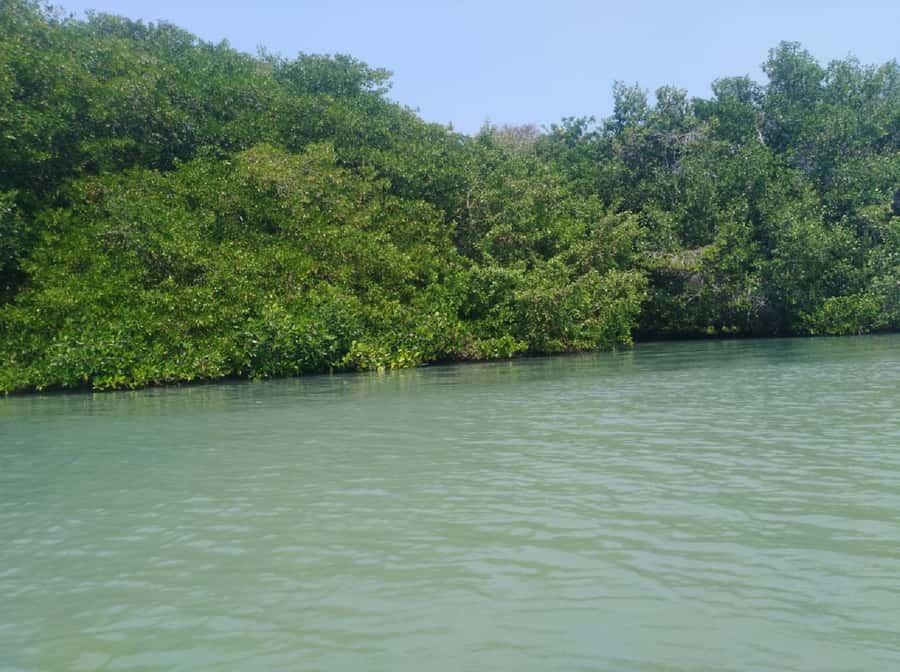 Mangroves, cultural fishing, black heritage town and lunch - Lunch by the sea: coconut flavors, fresh seafood, and a quick walk off the meal