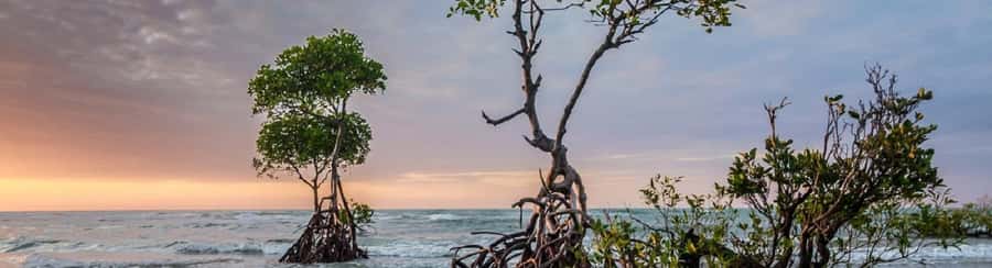Mangroves, cultural fishing, black heritage town and lunch - What to bring and how to dress for mangroves and fishing culture