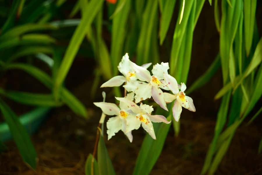 Medellín: Botanical Garden and Arvi Park City Tour - Arví Park Trails in a Protected Forest Reserve