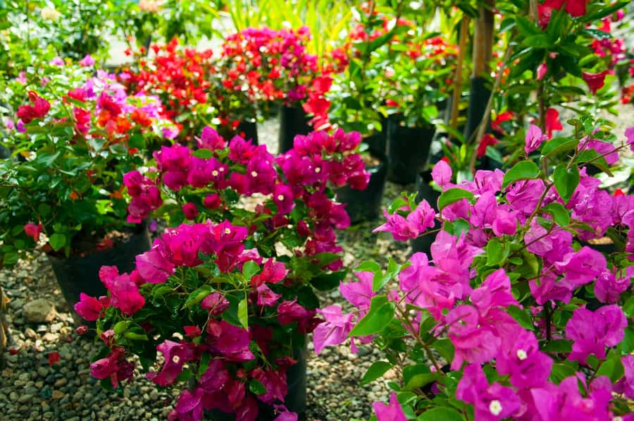 Medellín: Botanical Garden and Arvi Park City Tour - Guides, Language, and the Personal Touch That Makes the Difference