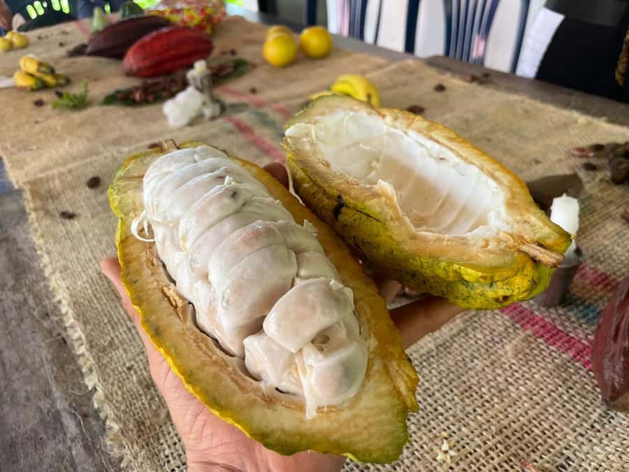 Medellín: Chocolate Tour & Exfoliation in beautiful river - Pricing: is $170 a fair value for an 8-hour private tour?