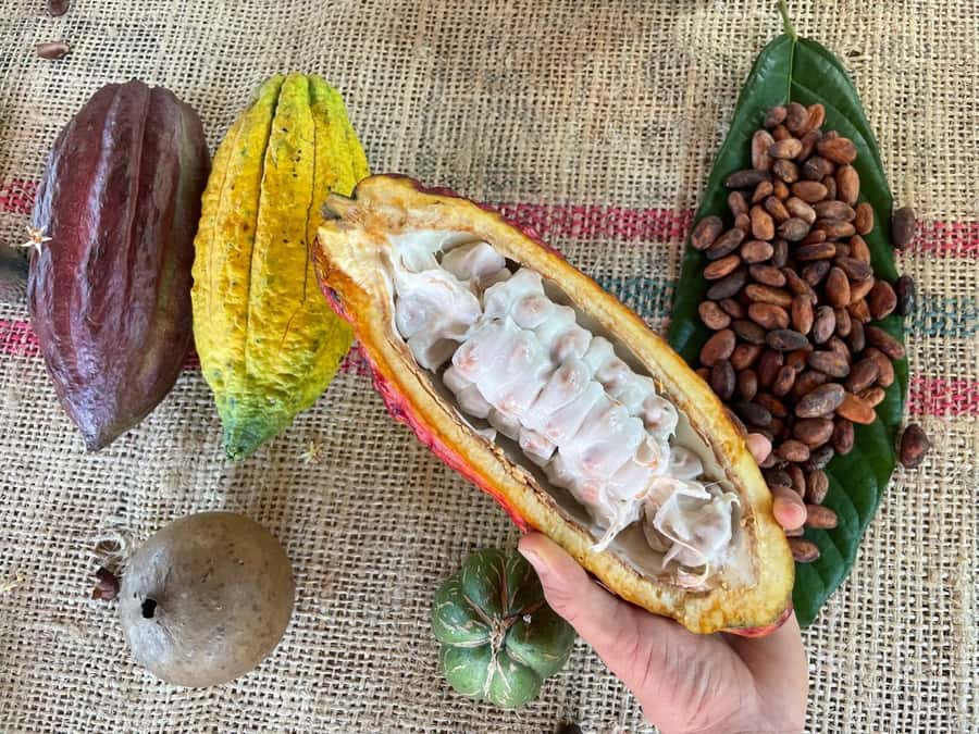 Medellín: Chocolate Tour & Exfoliation in beautiful river - A Medellín chocolate day that feels like real countryside time