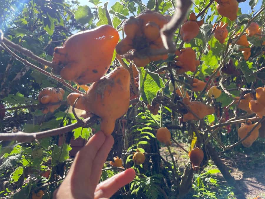 Medellín: Chocolate Tour & Exfoliation in beautiful river - Guided farm tour time that actually gives you context