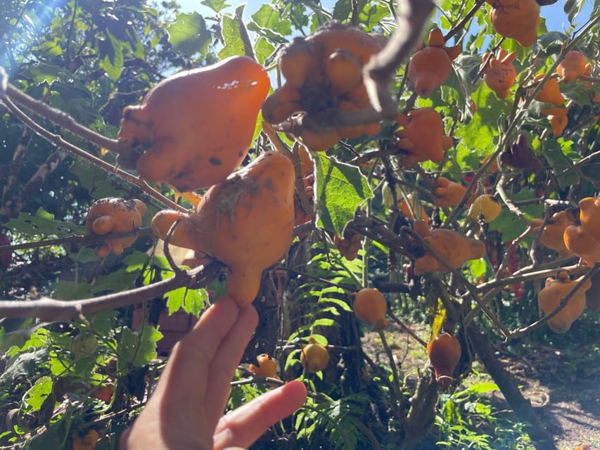 Medellín: Chocolate Tour & Exfoliation in beautiful river - Breakfast and lunch on the farm, with real local comfort food