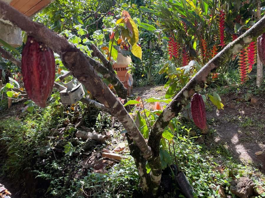 Medellín: Chocolate Tour & Exfoliation in beautiful river - Making and packaging your own chocolate bar to take home