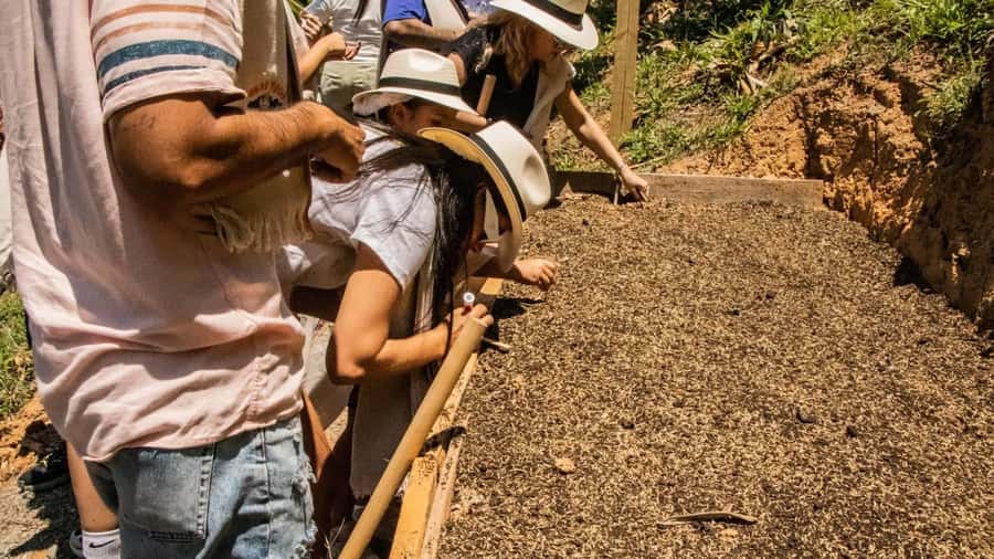 Medellin: Coffee and fruit tour - Sugar cane guarapo and lunch: the edible payoff