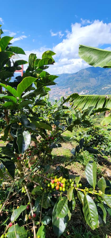 Medellin: Coffee Farm Tour & Spa with Overnight Glamping - The coffee spa day: oils, scrub, facial mask, and deep massage