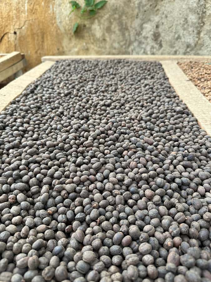 Medellín Coffee Farm Tour with Trolley and Cable Car Ride - Harvesting Coffee Berries: The Hands-On Moment That Changes Your Brain