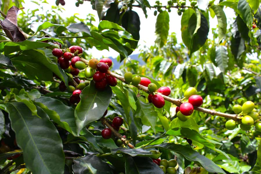 Medellín Coffee Farm Tour with Trolley and Cable Car Ride - Footwear, Hill Calories, and How to Prepare