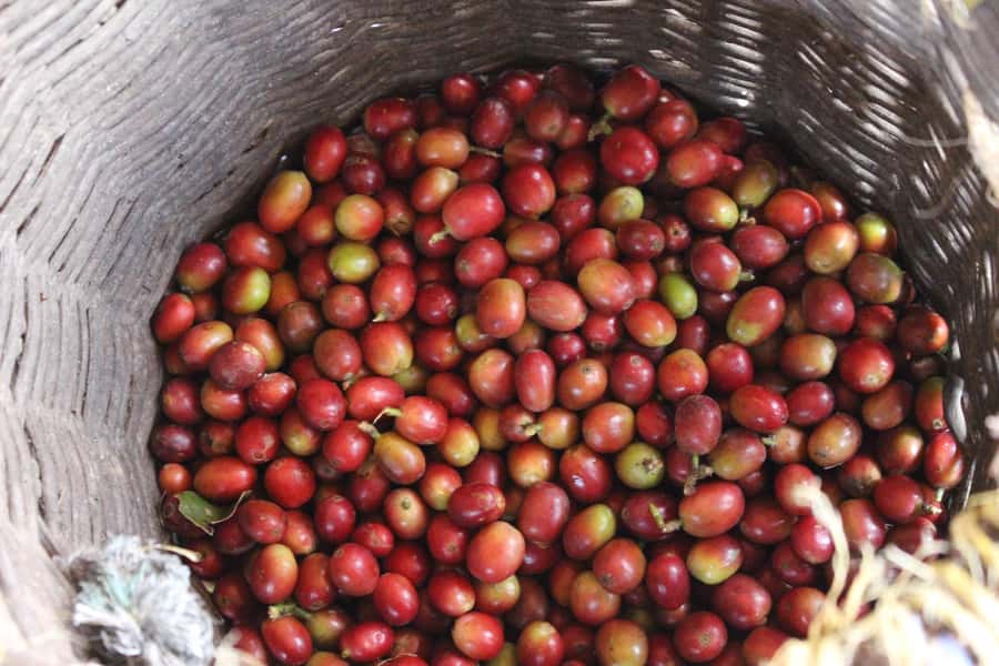 Medellin: Coffee Tour with Hotel Transfers and Meals - The walk and the viewpoints, where the scenery is part of the lesson