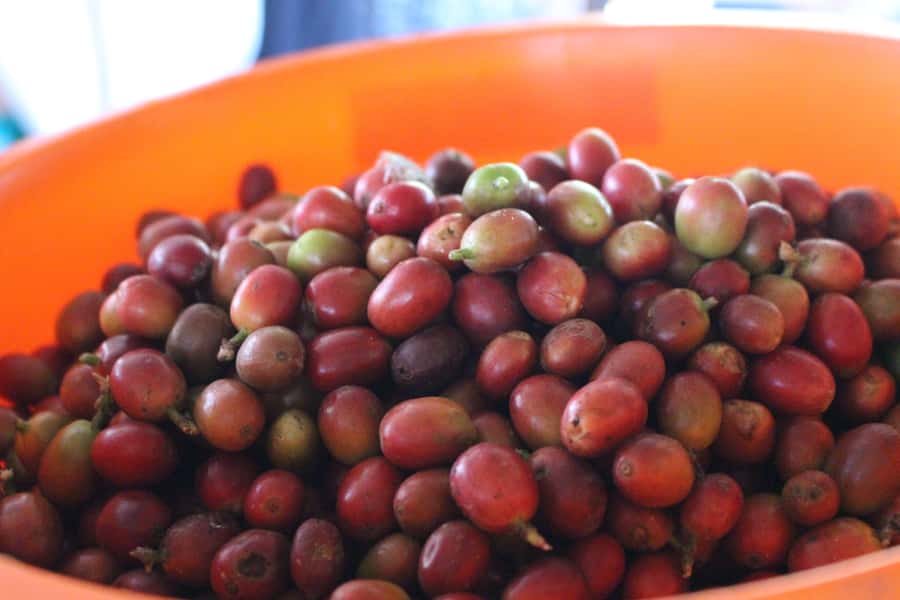 Medellin: Coffee Tour with Hotel Transfers and Meals - Fiambre paisa lunch at Casagrande, with mountain views from the balcony