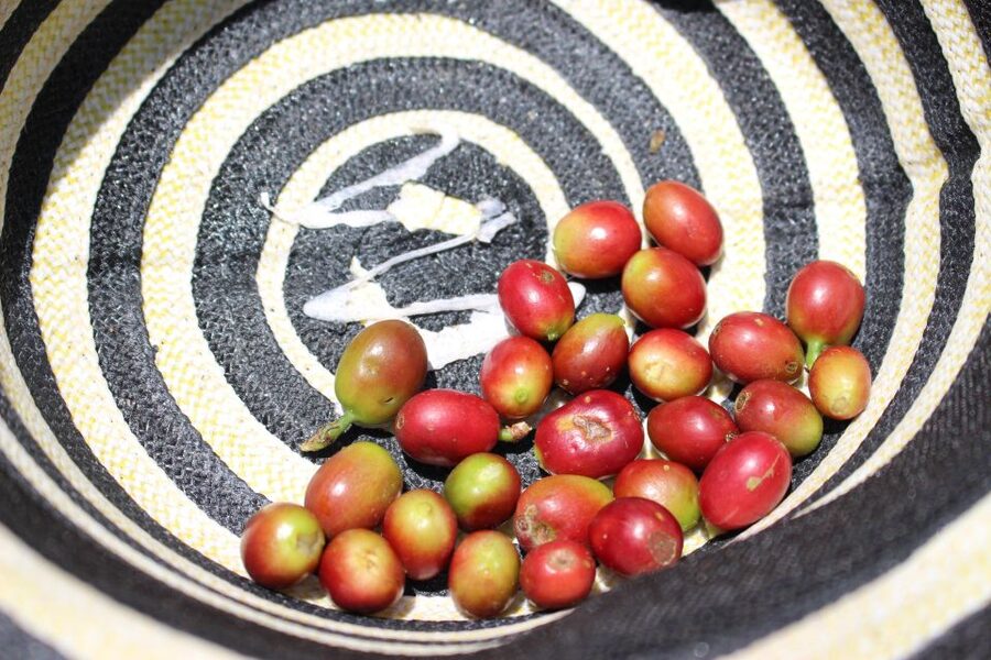 Medellin: Coffee Tour with Hotel Transfers and Meals - Dessert finish: plátano calado con quesito plus local snacks