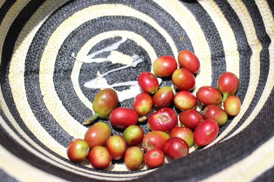 Medellin: Coffee Tour with Hotel Transfers and Meals - Optional horseback riding for extra viewpoints