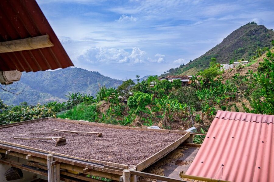 Medellin: Coffee Tour with Transport, Snacks and Tastings - Souvenir coffee, shopping time, and leaving with something real