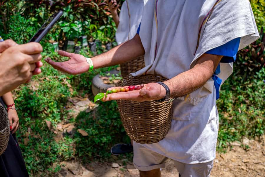 Medellin: Coffee Tour with Transport, Snacks and Tastings - Coffee farm culture just 45 minutes from Medellín