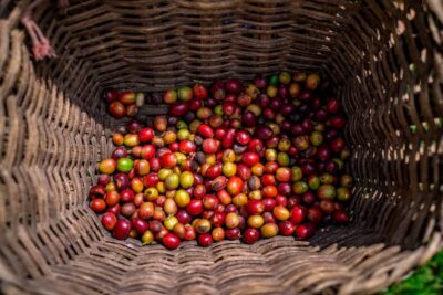 Coffee Tour with Transport, Snacks and Tastings
