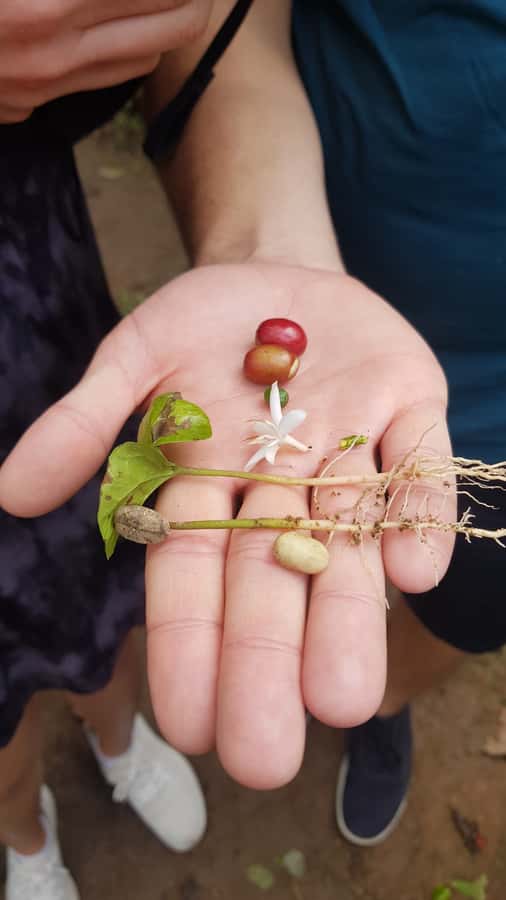 Medellin: Guatape, El Peñol Coffee Farm Private Tour & Fruit - Who This Tour Fits Best, Based on How the Day Actually Feels
