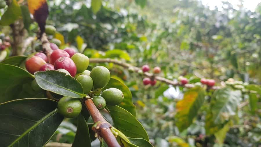 Medellin: Guatape, El Peñol Coffee Farm Private Tour & Fruit - El Peñol Coffee Farm: From Cherries to Your Cup