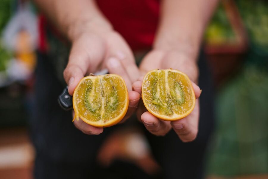 Medellín: Guided Exotic Fruits Tour - Who Should Book This Fruit Tour in Medellín, and Who Might Skip It