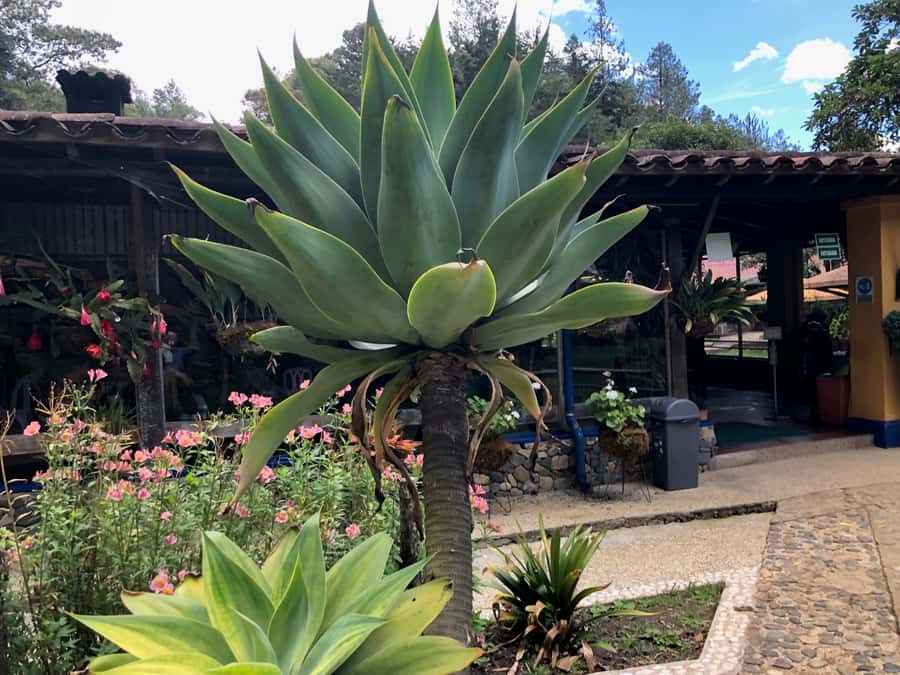 Medellín: Half-Day Private Colonial Towns Tour - San Antonio de Pereira, Spanish architecture and a sweet pause