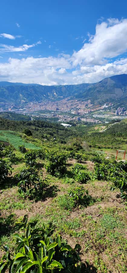 Medellin: Mountain Bike Coffee Farm Tour and Spa Experience - Logistics that can make or break your day: pickup, rain, and prep