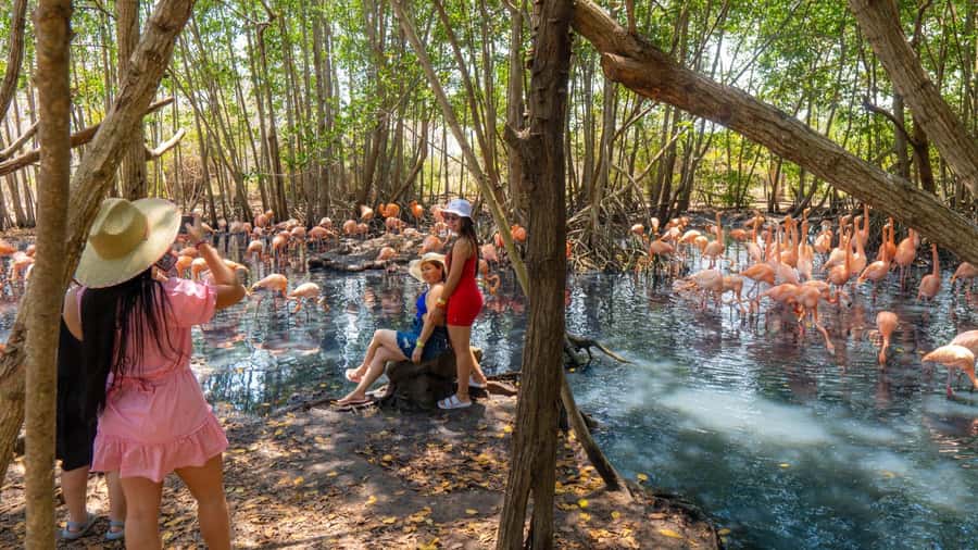 National Aviary and Playa Blanca Plankton Full-Day Tour - The plankton phenomenon at the Barú swamp: what to expect, and how to get the best viewing
