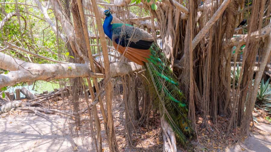 National Aviary and Playa Blanca Plankton Full-Day Tour - Price and value: is $83 a fair deal for this much variety