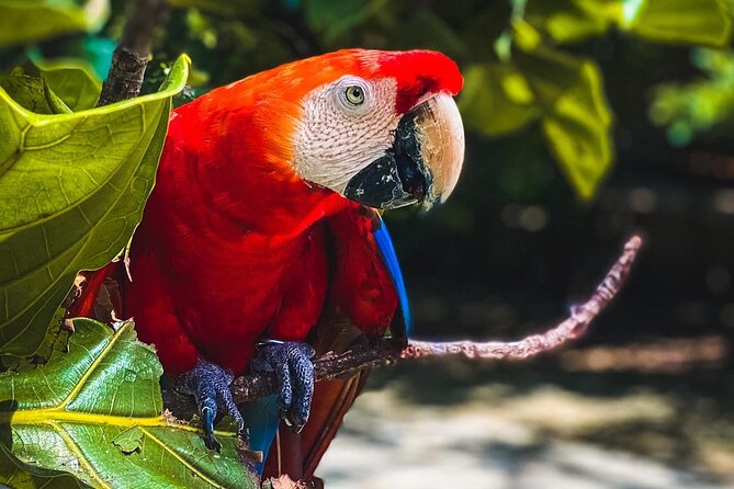National Aviary & Mambo Beach Club Baru - Playa Blanca - Morning pickup and the minivan ride out of Cartagena