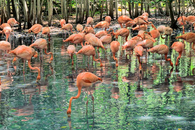 National Aviary & Mambo Beach Club Baru - Playa Blanca - What to bring for comfort (and what you should not count on)
