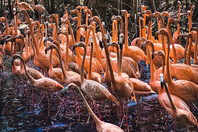 National Aviary & Mambo Beach Club Baru - Playa Blanca - Entering the National Aviary Park: trek time and a bird show
