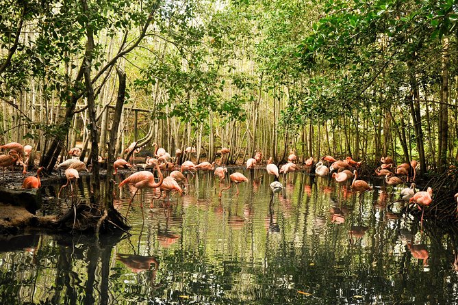 National Aviary private from Cartagena - National Aviary of Colombia: why it feels different from a typical zoo