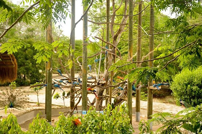National Aviary private from Cartagena - Best time to go, and comfort tips that matter