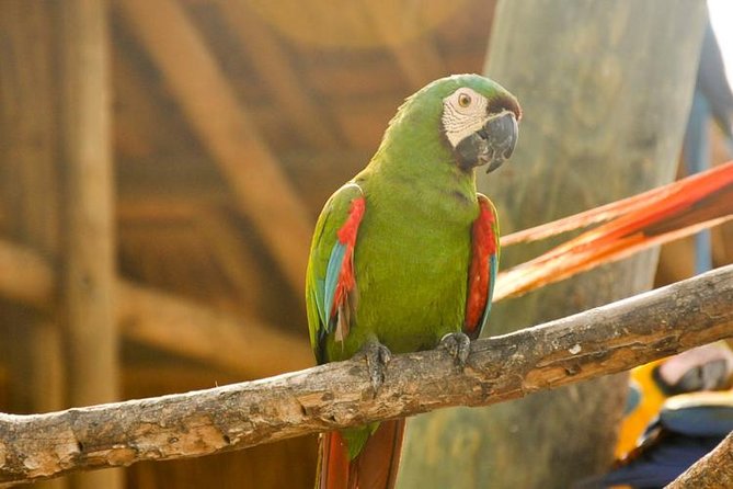 National Aviary private from Cartagena - Who should book this private National Aviary tour