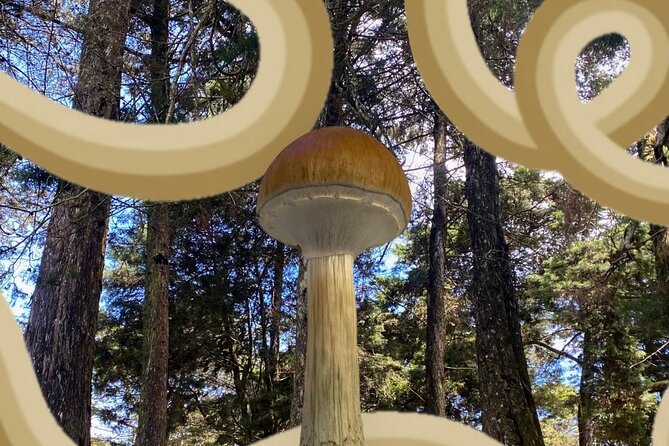 Nature Exploration and Healing Sounds in Santa Elena - Nature sound therapy at Parque Arví, with a choice of trails or a calmer room