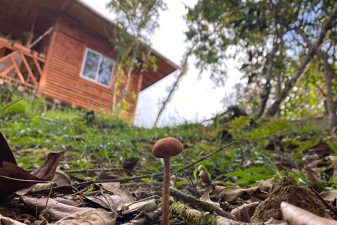 Nature Exploration and Healing Sounds in Santa Elena - Stop inside Parque Arví, trails and birdwatch time