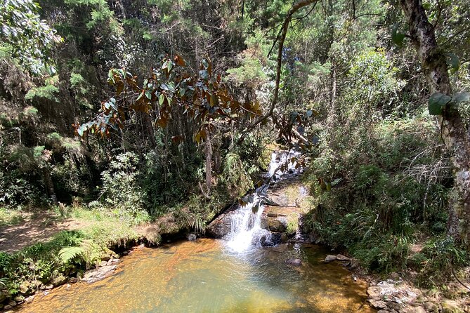 Nature Exploration and Healing Sounds in Santa Elena - If you want a calmer option: music plus adaptogen mushrooms