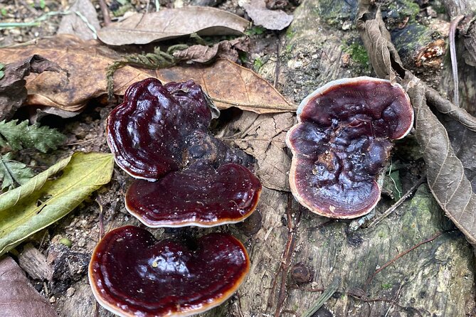Nature Exploration and Healing Sounds in Santa Elena - Included snacks, and why that detail matters