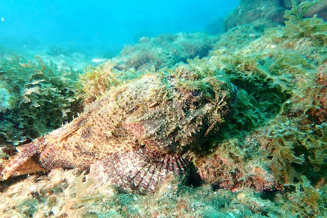 PADI Open Water Diving Course - Phase 1: Online knowledge development and a live doubt class