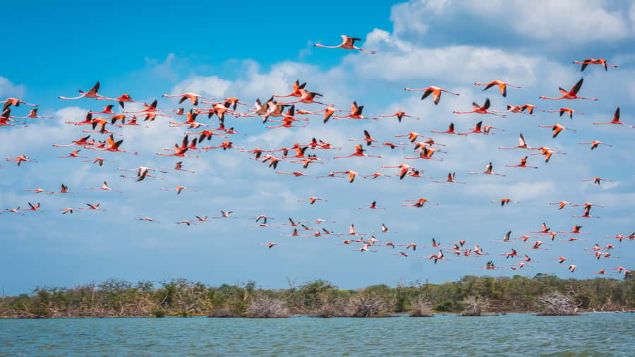 Palomino: Sanctuary of Flamingos Day Tour - Flamingos and Saltwater Lagoons: What This Day Really Is