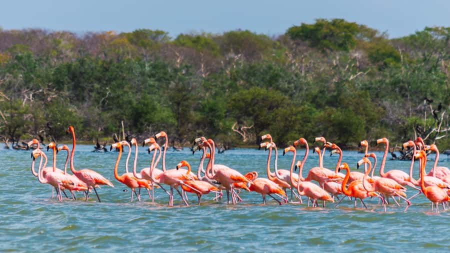 Palomino: Sanctuary of Flamingos Day Tour - Shrimp Beach and Sanctuary Context: The Walk That Sets Up the Flamingos