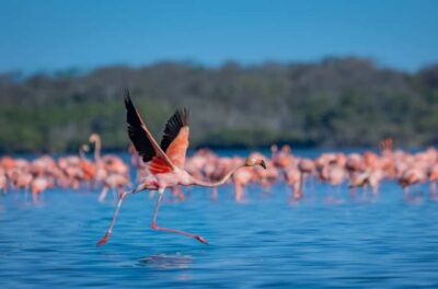 Sanctuary of Flamingos Day Tour