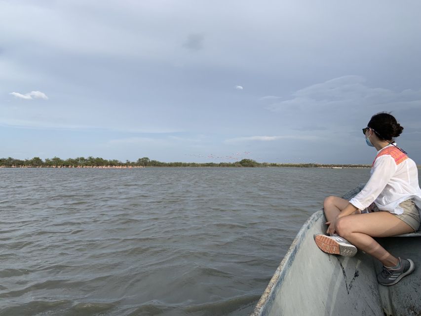 Palomino: Sanctuary of Flamingos Day Tour - The Lagoon Boat Sail: How to See Flamingos Up Close