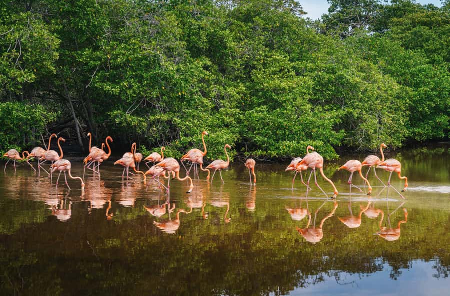Palomino: Sanctuary of Flamingos Day Tour - Lunch at Playa de Camarones: A Relaxed Finish by the Caribbean