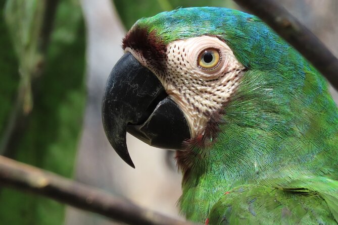 Parrot & Macaw Volunteering in a Wildlife Reserve Near Cartagena - Key things you will notice at Fundación Loros