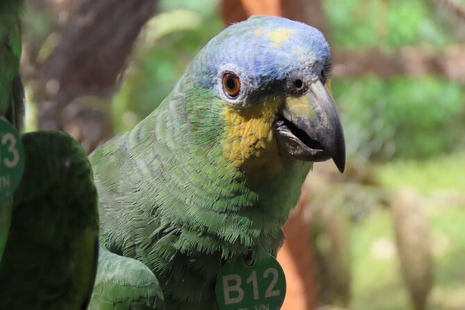 Parrot & Macaw Volunteering in a Wildlife Reserve Near Cartagena - Pre-release setup, panoramic views, and the native tree you plant