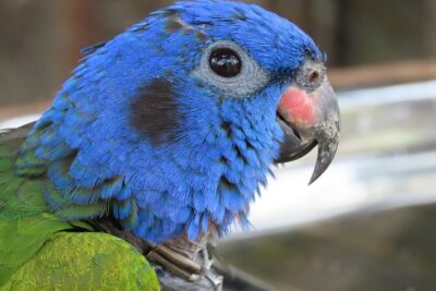 Parrot & Macaw Volunteering in a Wildlife Reserve Near Cartagena