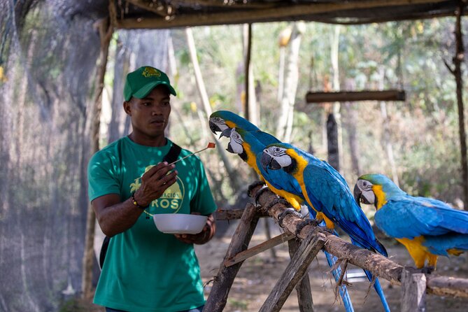 Parrot & Macaw Volunteering in a Wildlife Reserve Near Cartagena - Rules that keep the rehab work safe (and why you can’t touch)