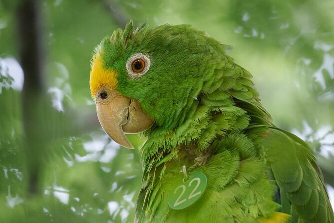 Parrot & Macaw Volunteering in a Wildlife Reserve Near Cartagena - Timing, fitness, and how the half-day flows