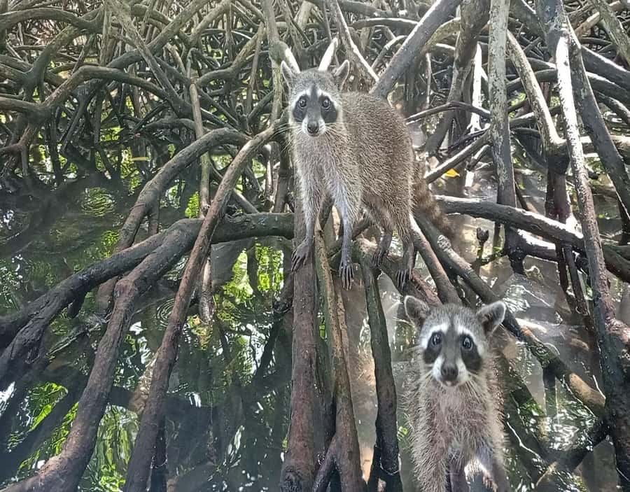 Playa Blanca: Daytour with Snorkeling and Racoon Sighting - Mangroves Walk and Raccoon Interaction: The Moment That Feels Different